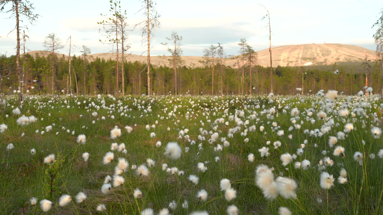 cottongrass en un campo durante la puesta del sol