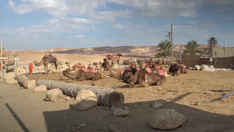 manada de camellos domesticados israel