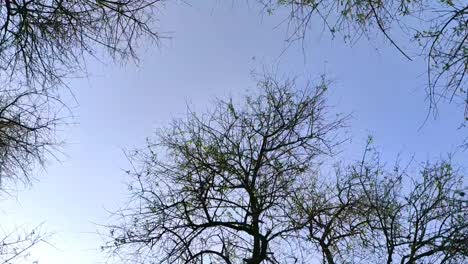 Big-old-trees-video-without-leaves-tree-branches-but-not-dry