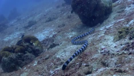 Sea-Snake-at-Koh-Tao-2