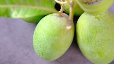 fresh green mangoes