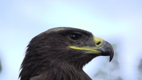 Eagle,-hawk-close-up-with-a-honorable-face-of-American-flag