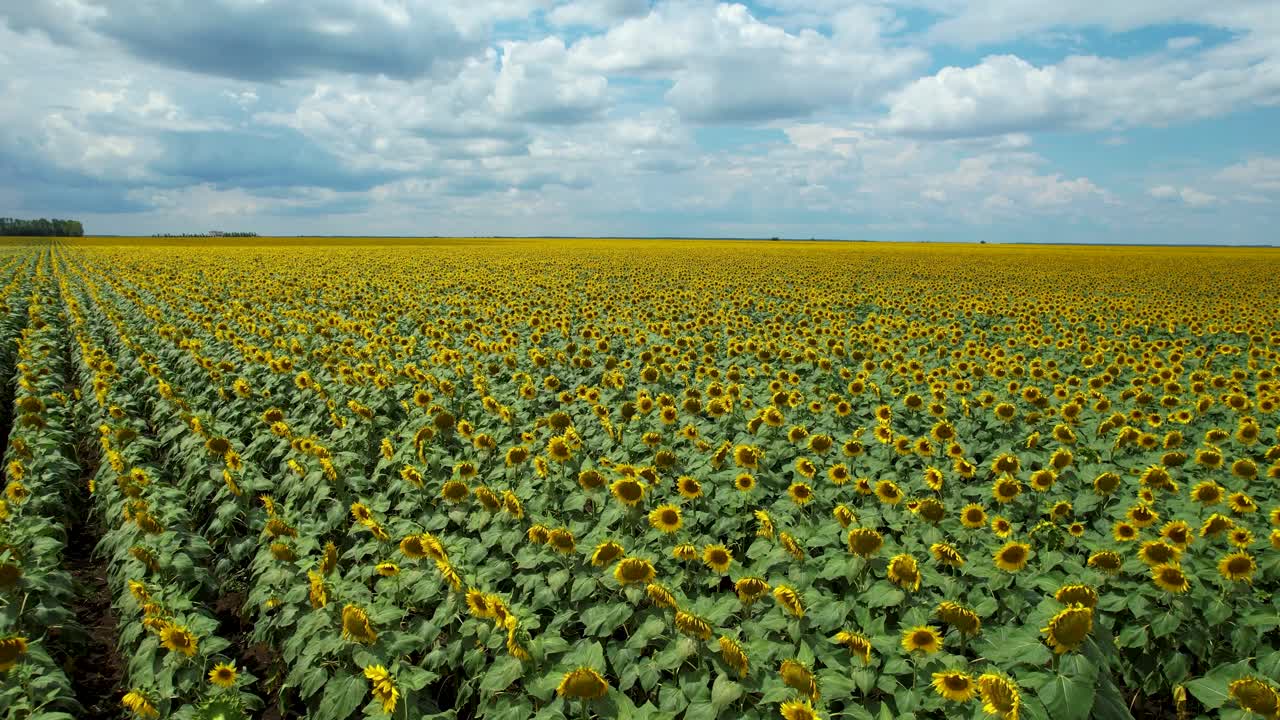 vista aérea sobre un campo de girasol con grandes flores amarillas, hojas verdes y cielo azul con gruesas nubes blancas en el fondo