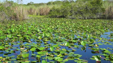 Grüne-Seerosen-Im-Sumpf-Der-Everglades-Nationalpark-Florida-Feuchtgebiete