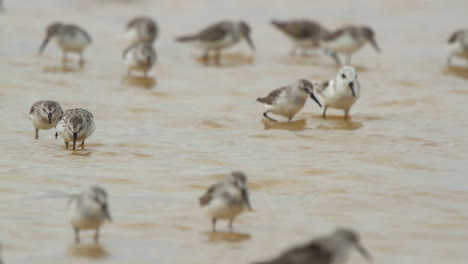 birds wildlife mexico