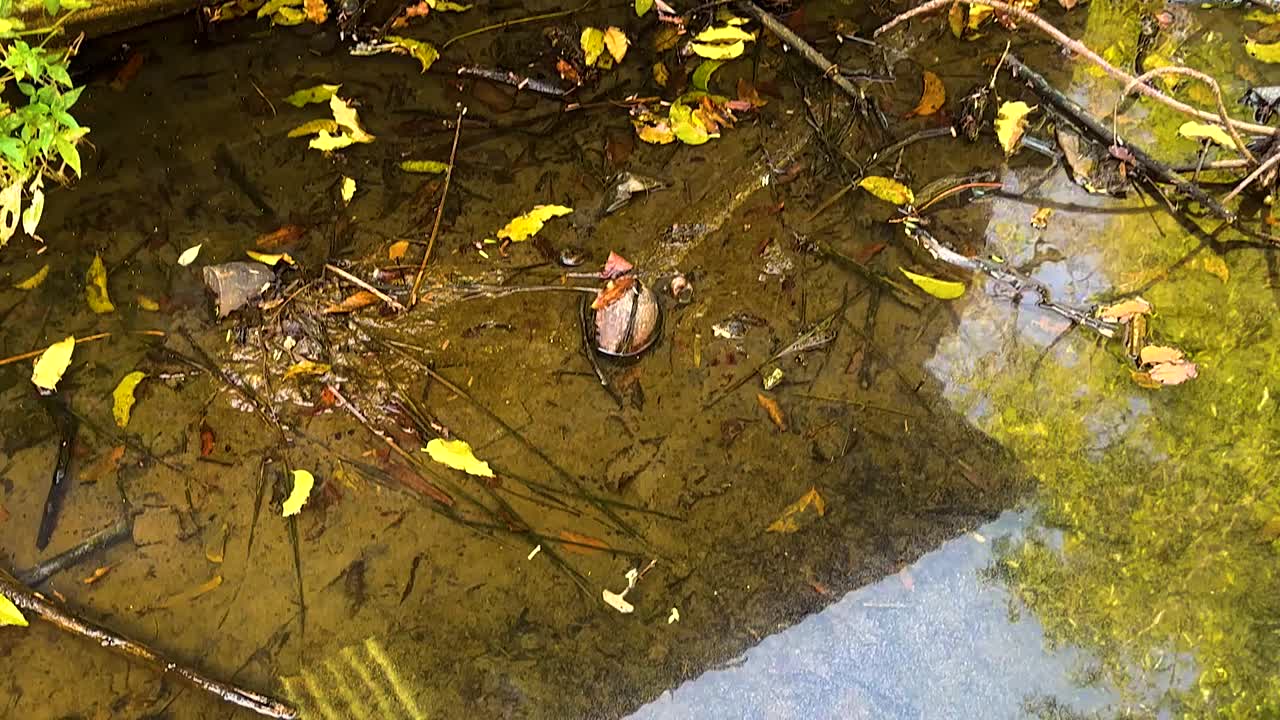 A canal section with fallen leaves, debris, and surrounding greenery, reflecting urban environmental conditions.