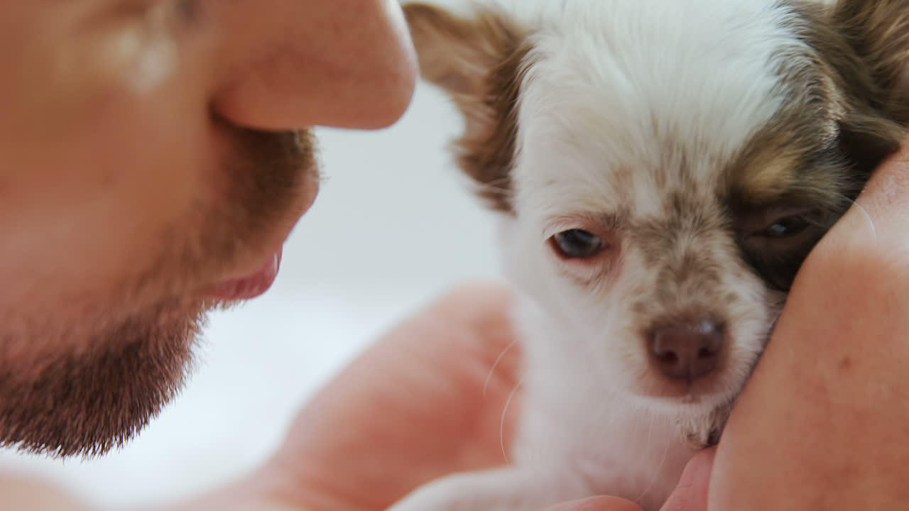 집에서 강아지와 놀고 있는 젊은 남자 4k 4k