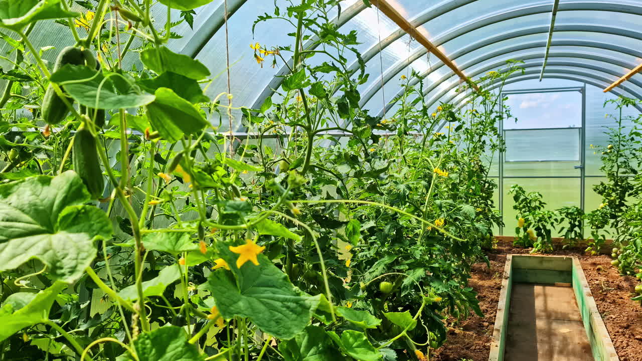 Greenhouse filled with healthy zucchini plants with large leaves and young vegetables