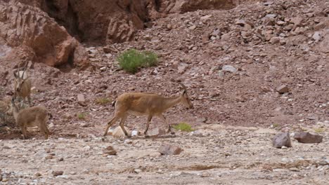 camera pans with a male ibex as he passes another group foraging for food in desert setting near eilat, israel