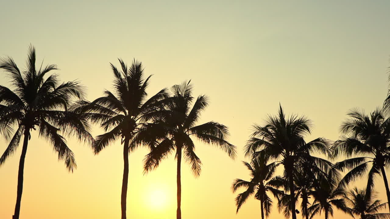 바람에 흔들리는 야자수 꼭대기는 밝은 노란색 태양과 하늘 앞에 앉아 있습니다.