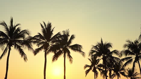 The-tops-of-palm-trees-shifting-in-the-wind-sit-in-front-of-a-bright-yellow-sun-and-sky