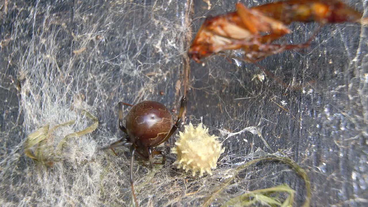 Closeup of an adult brown-widow spider next to her ootheca and a cockroach that fell on her web.