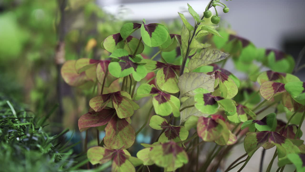 primer plano de un grupo de tréboles de cuatro hojas