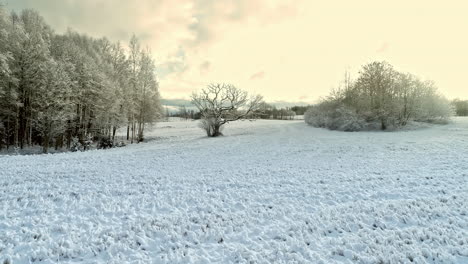 Toma-De-Reenvío-De-Vista-Aérea-Sobre-Bosques-Cubiertos-De-Nieve-Y-Las-áreas-Circundantes-Cubiertas-De-Nieve-Blanca-En-Una-Mañana-Soleada