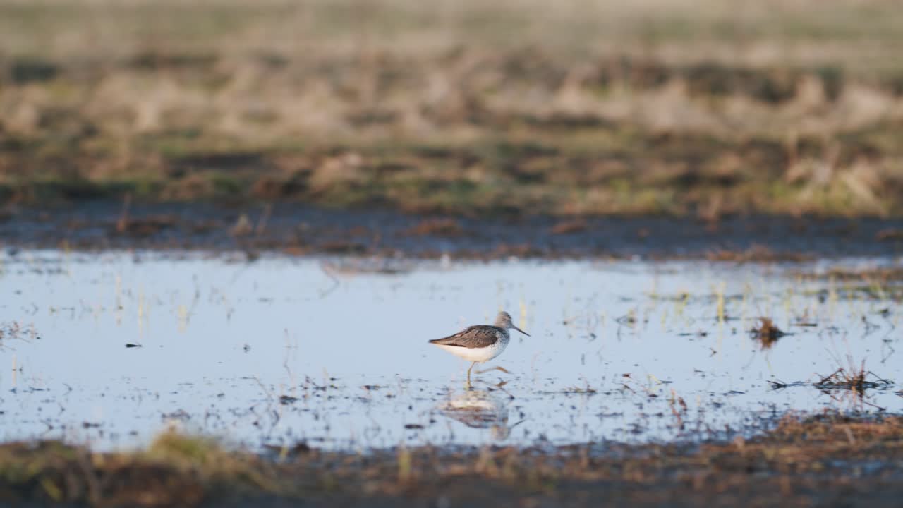 Commong greenshank feeding in wetland during spring migration