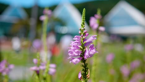 physostegia virginiana是最常见的物种,被称为顺从的植物 - 选择性焦点