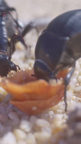 beetles eating filmed in vertical