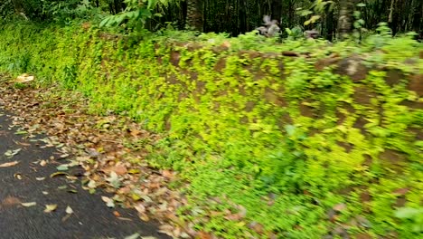 dolly camera move from a car around the rubber plantation