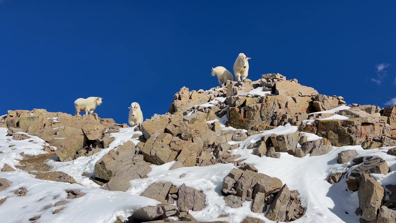 Kayalık dağ keçisi yerde duran erkek keçiler dişi keçiler yavrular aile hükmeden erkek keçi Colorado canlı mavi gökyüzü temiz hava alp yaban hayatı Mount Evans Bierstadt Quandary Elbert Longs Pike karla kaplı zirveler zirve.