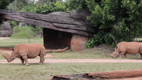 rhino moves through grassy area with logs