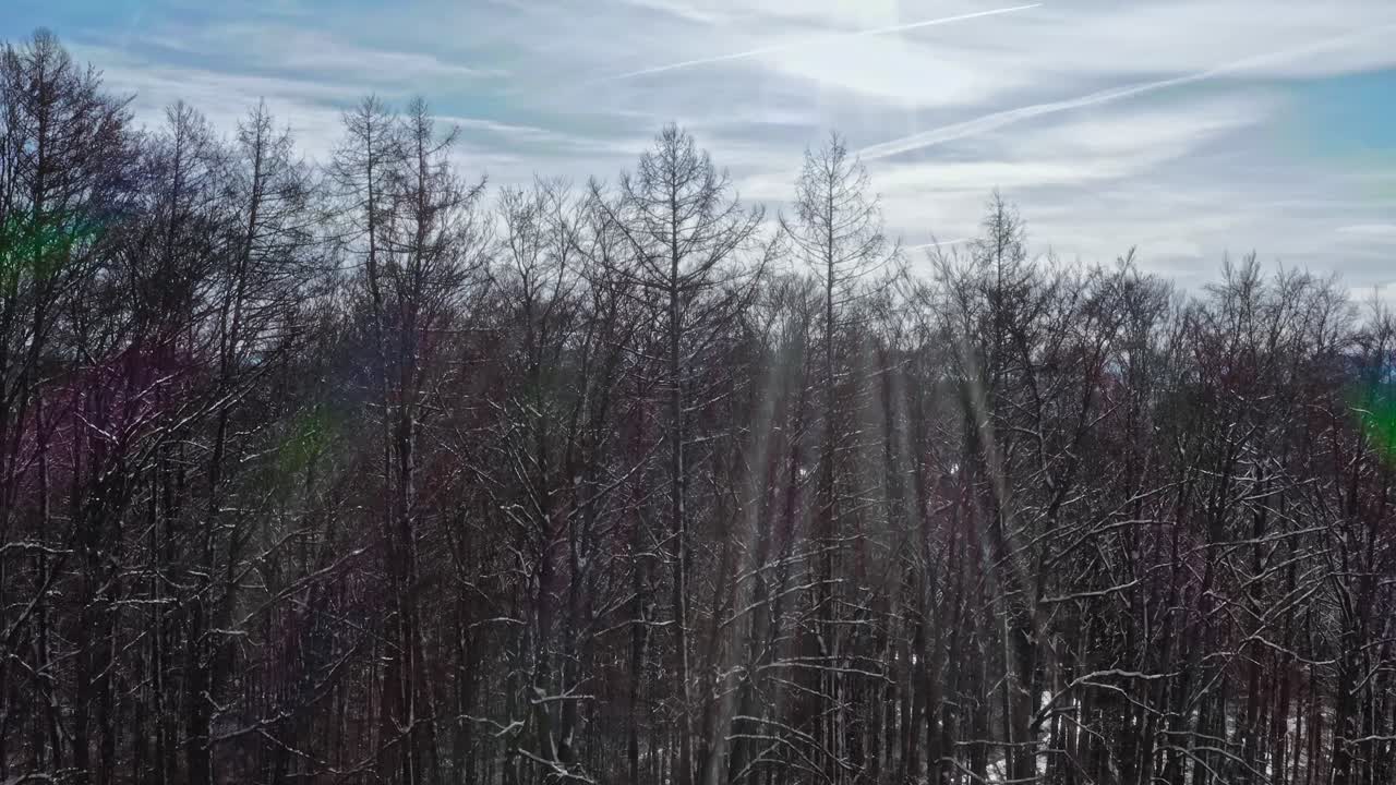 Scatto che rivela, da dietro alcuni alberi, un paesaggio invernale bianco e soleggiato con montagne alpine sullo sfondo