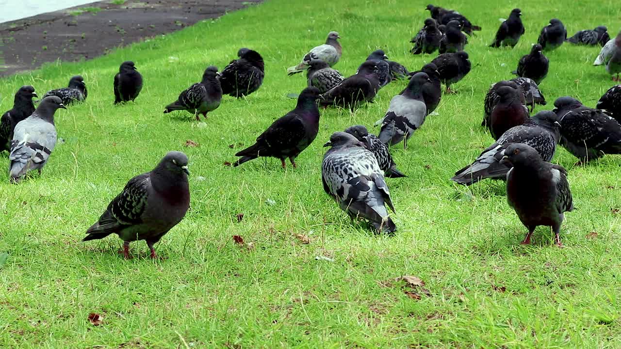 공원에 있는 비둘기 무리