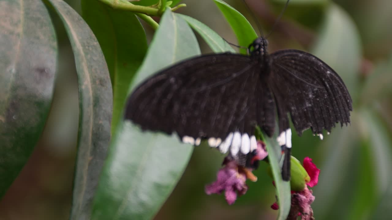 mariposa monarca exótica tropical alimentándose de hojas y flores