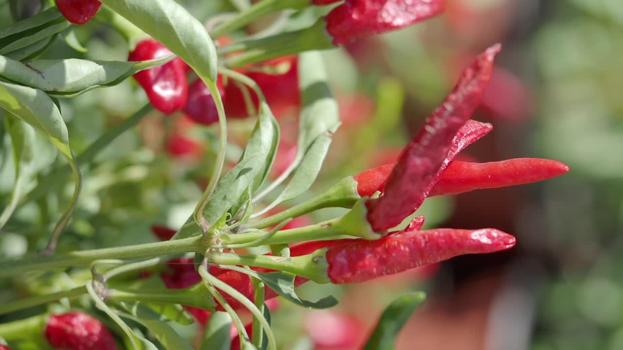 Close-up Cabai Merah Tumbuh di Tanaman