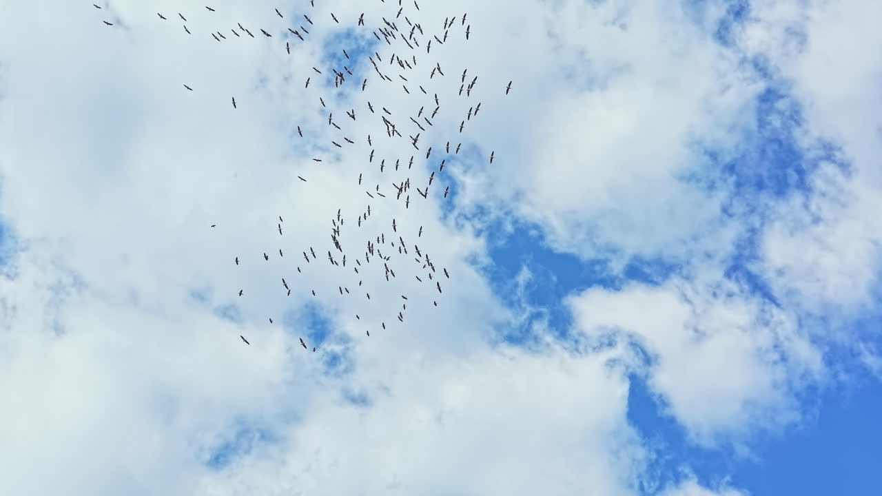Flock of white storks soaring high in the sky during the day with clouds scattered in the background