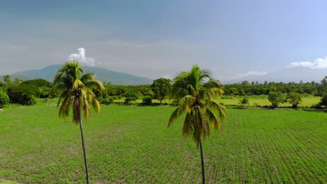 Tiro-Giratorio-Aéreo-Lento-De-Dos-Palmeras-En-Medio-De-Una-Finca-En-Colima,-México-Al-Mediodía