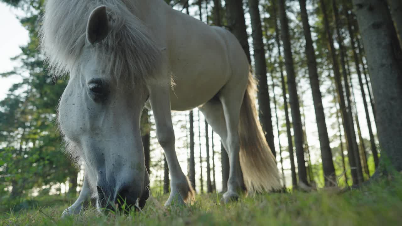 un caballo blanco en el bosque