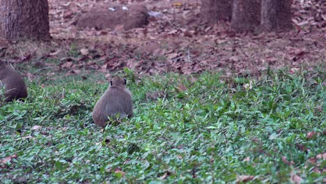 Wide-Shot-Of-Two-Monkeys-Relaxing-and-Sitting-In-the-Grass-Then-One-Turns-Around-an-Walks