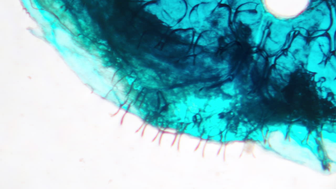 Vista microscopica astratta di cellule e strutture organiche blu