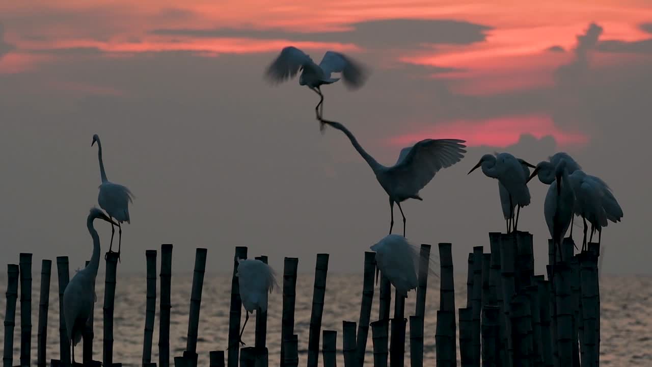 중대 백로, 일컬어 일반적인 백로 또는 큰 백로
