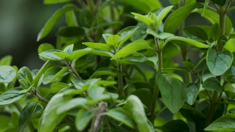 el arbusto de una planta de mejorana se mueve con el viento durante una toma macro