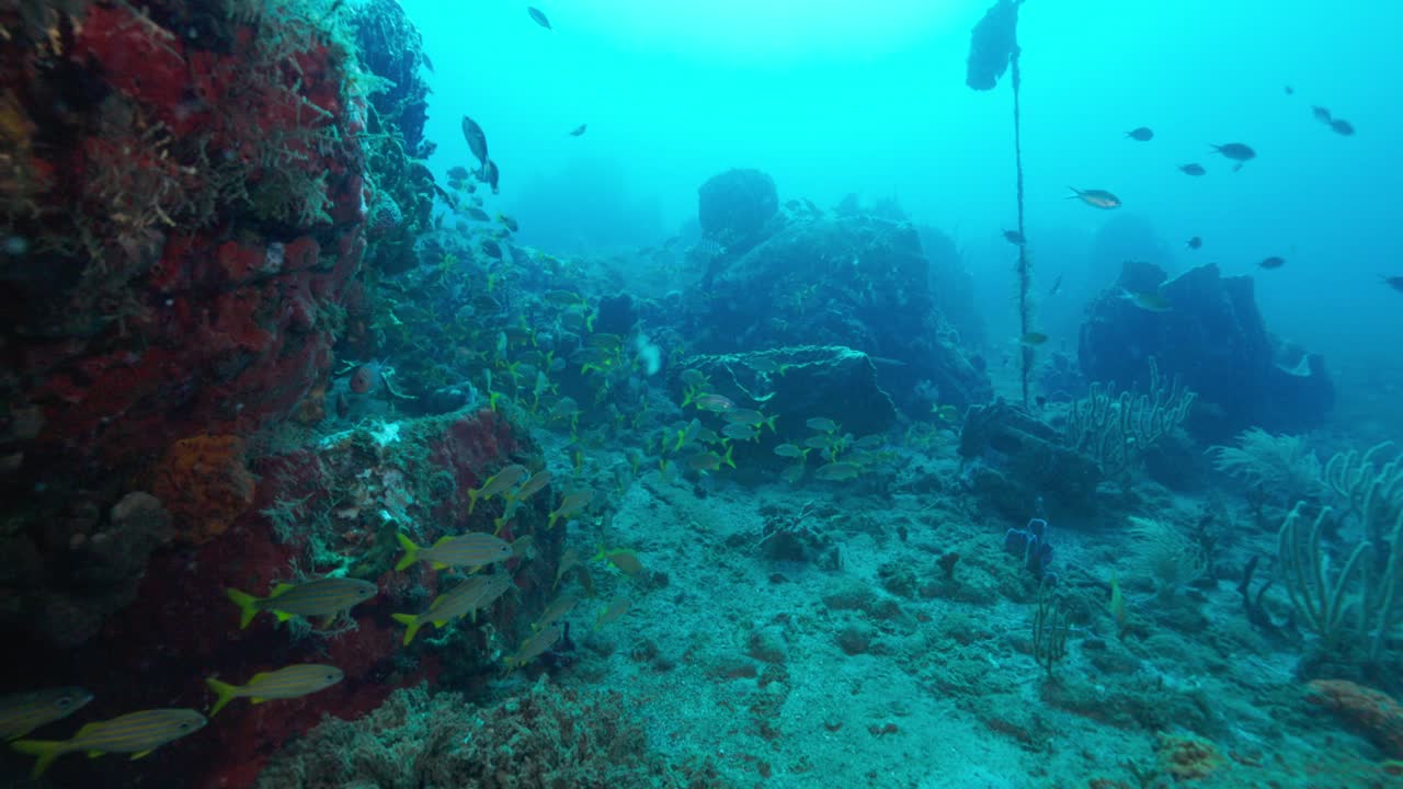 el pargo de cola amarilla vagando por el arrecife de coral en busca de comida mientras bucea en el caribe