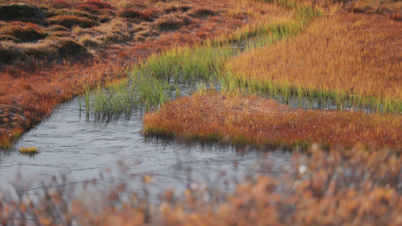 A small lake overgrown with withered grass in autumn tundra