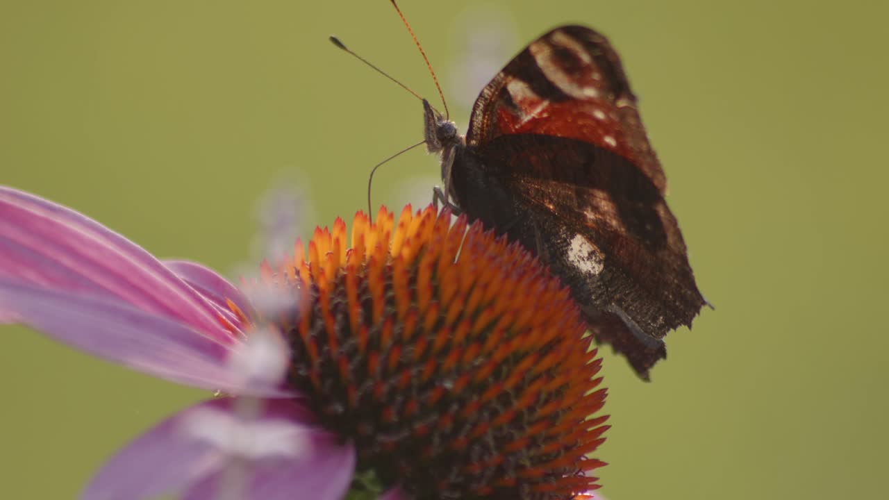 tiro macro extremo de mariposa pavo real europea con alas abiertas chupando néctar en una flor naranja