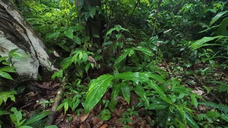 gentle rain falling on jungle plants
