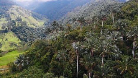 aerial view of wax palms forest of colombian town