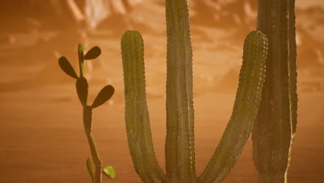 puesta de sol en el desierto de arizona con un cactus saguaro gigante