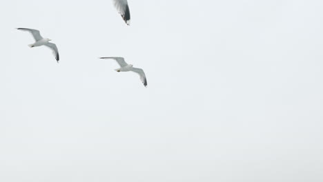 Lonely-Seagull-Soars-In-The-Sky-On-Cloudy-Day