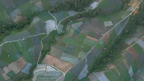 vista de arriba hacia abajo de una gran plantación de verduras