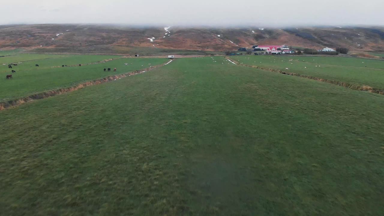 Herds of cows and sheep grazing in grass fields in Iceland, drone shot.