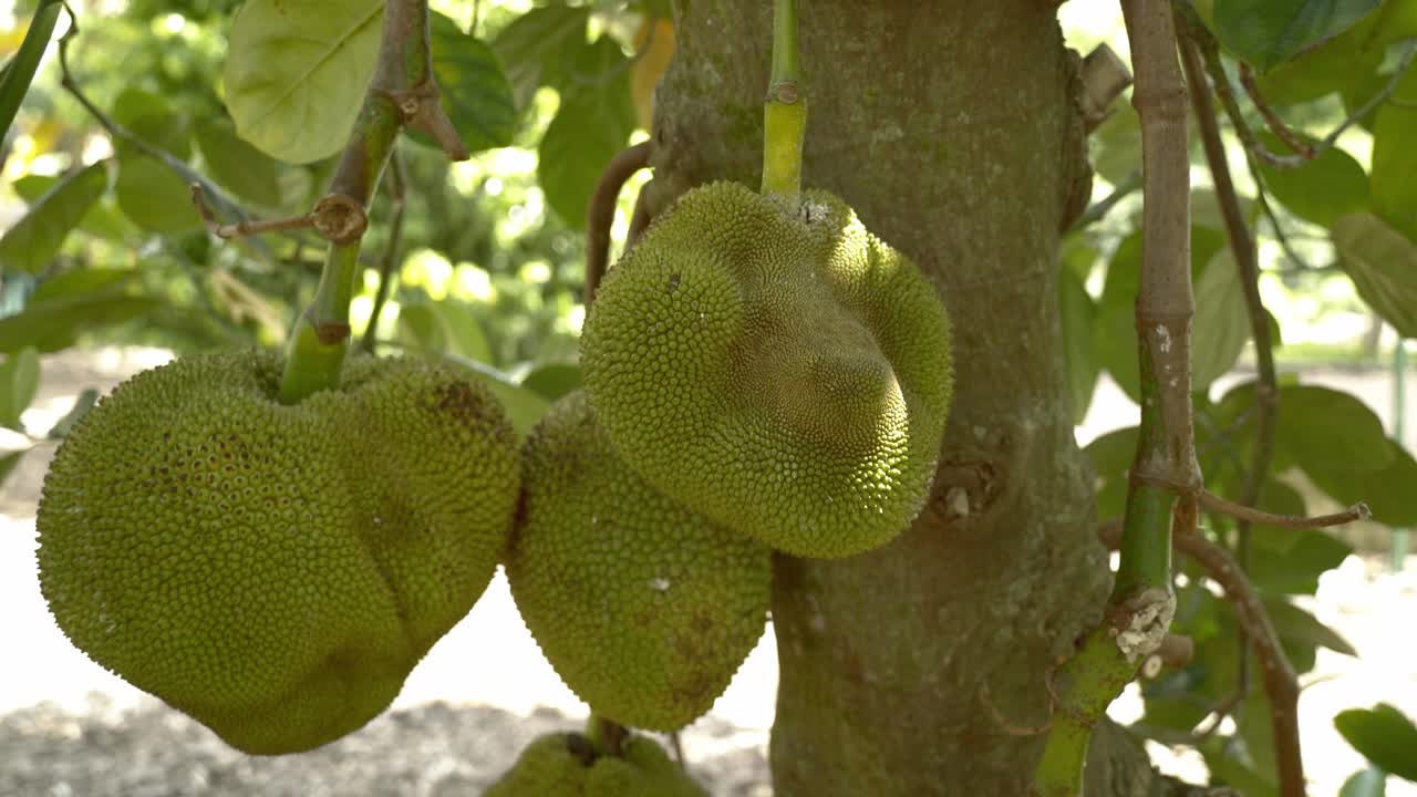 Panning out view of jackfruit on tree displaying it's green skin and spikes leaves on tree base of trunk in botanical garden