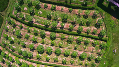 rows of papaya tree saplings growing in plantation field patches, bali