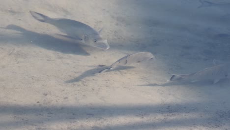 gruppe von fischen, die sich zusammen in flachen gewässern bewegen