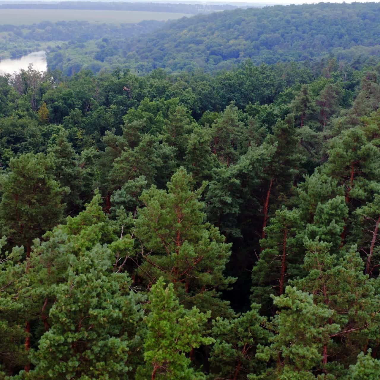 Nature in the morning. Tranquil atmosphere of woodland in summer. Amazing landscape of green trees. Aerial view.