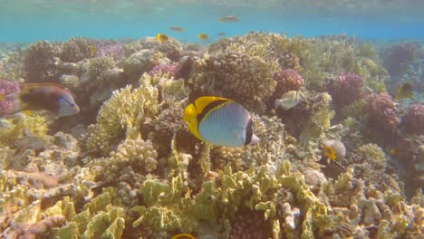 lined butterfly fish swimming in a tropical coral reef, slow motion