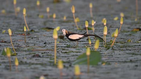 Fasanenschwanzjacana-Oder-Hydrophasianus-Chirurgus-Im-Natürlichen-Lebensraum